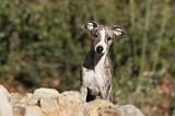WHIPPET 168